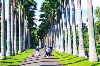 Verken Kandy, Pinnawala en de theeplantage vanuit Kandy