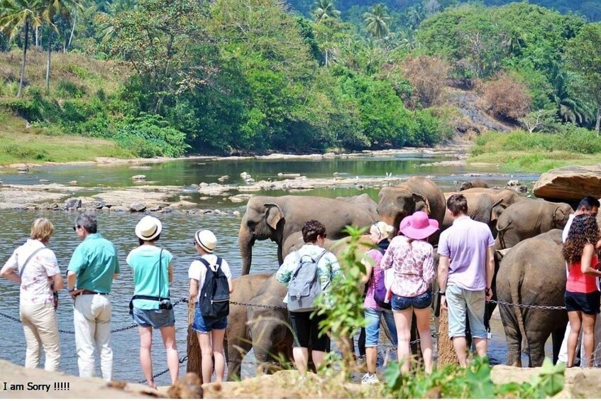 Picture 4 for Activity Explore Kandy, Pinnawala, and Tea Plantation from Kandy