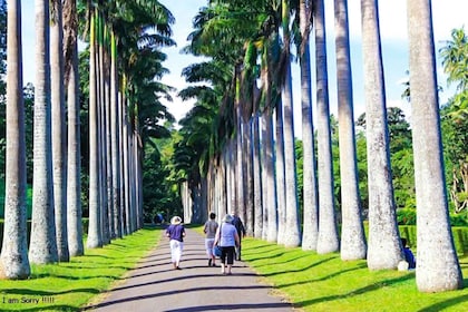 Découvrez Kandy, Pinnawala et les plantations de thé au départ de Kandy.