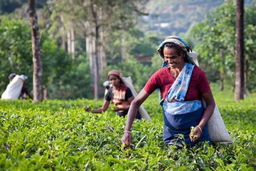 Picture 7 for Activity Explore Kandy, Pinnawala, and Tea Plantation from Kandy