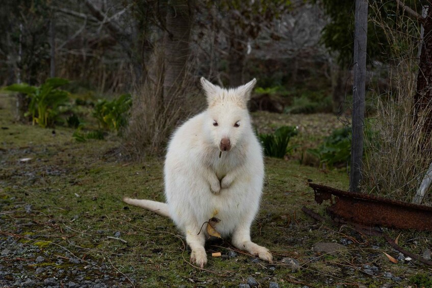 Picture 17 for Activity From Hobart: Bruny Island Nature and Produce Full-Day Tour