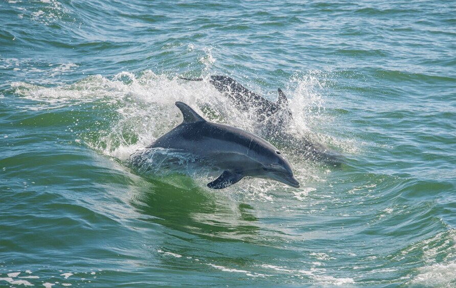 Picture 1 for Activity Huatulco: Sunrise Dolphin Watching with Beach Visit