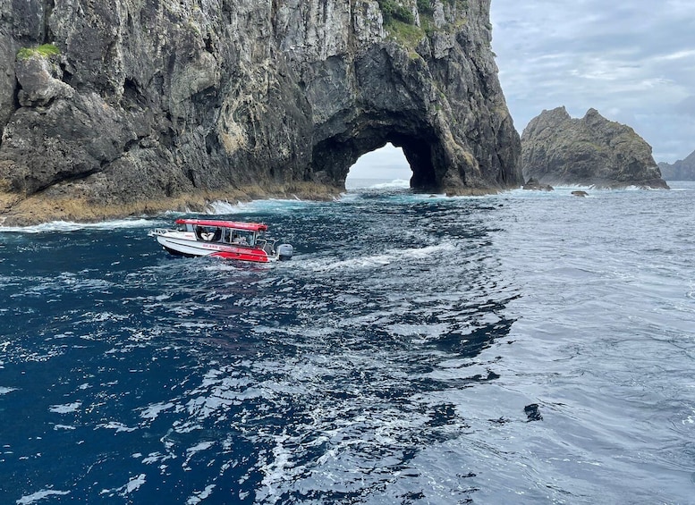 Picture 6 for Activity Paihia: Glass Bottom Boat Tour to the Hole in the Rock