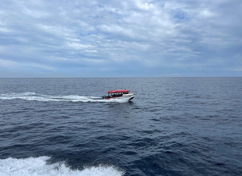 Picture 4 for Activity Paihia: Glass Bottom Boat Tour to the Hole in the Rock