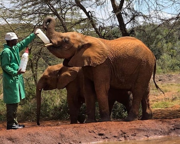 Elephant Orphanage Trust and Bomas of Kenya Tour