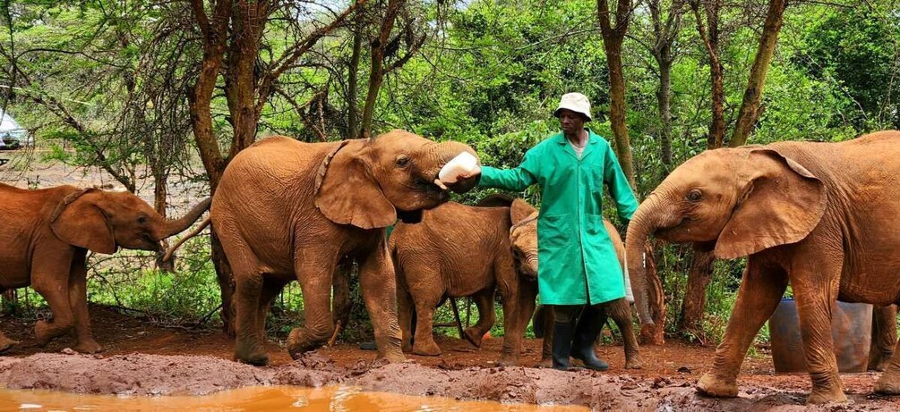Picture 2 for Activity Elephant Orphanage Trust and Bomas of Kenya Tour