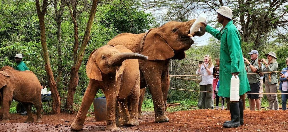Picture 3 for Activity Elephant Orphanage Trust and Bomas of Kenya Tour