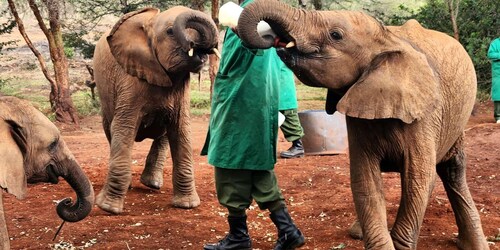 Visita a Elephant Orphanage Trust y Bomas of Kenya