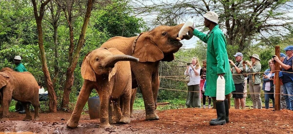 Picture 3 for Activity Elephant Orphanage Trust and Bomas of Kenya Tour