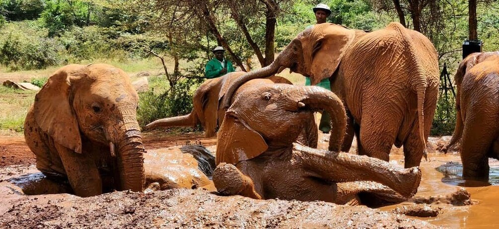 Picture 9 for Activity Elephant Orphanage Trust and Bomas of Kenya Tour