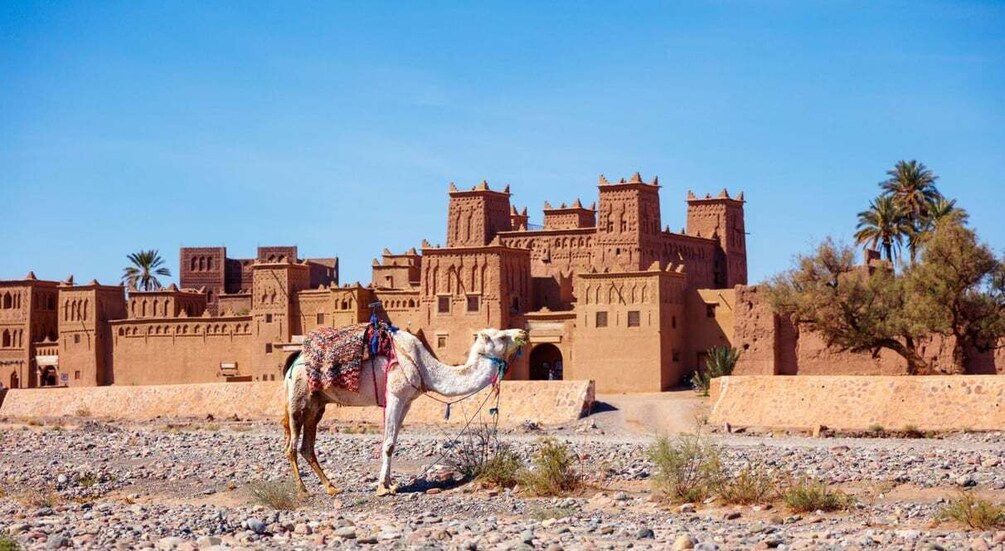 Picture 11 for Activity From Agadir or Taghazout: 2-Day Sahara Desert Tour to Zagora