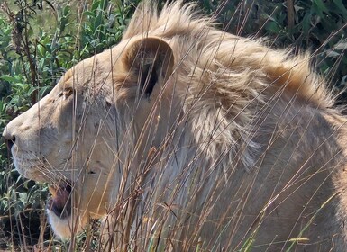 Safari at Lion and Rhino Park / Lesedi Culture Village
