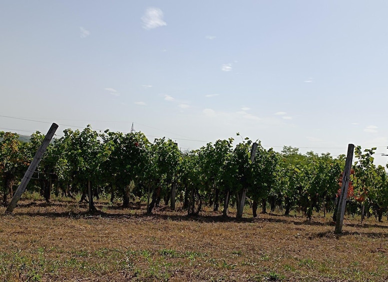 Picture 9 for Activity From Belgrade: Oplenac mausoleum Royal tour with winery