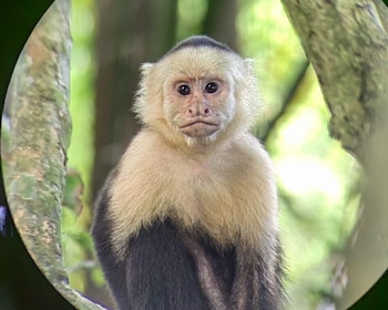 Monkey Mangrove Tour deluxe activity