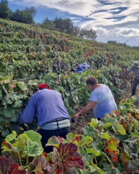 Picture 22 for Activity Porto: Douro Valley Wine Tour, Private Cruise & Winery Lunch