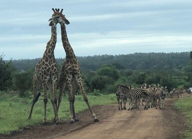 Kruger National Park,