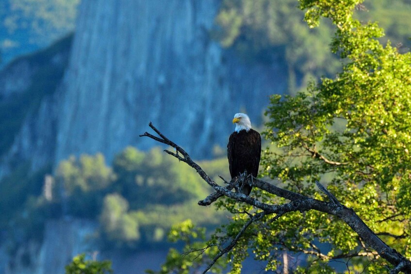 Picture 1 for Activity From Seward: 4-hour Wilderness Hiking Tour