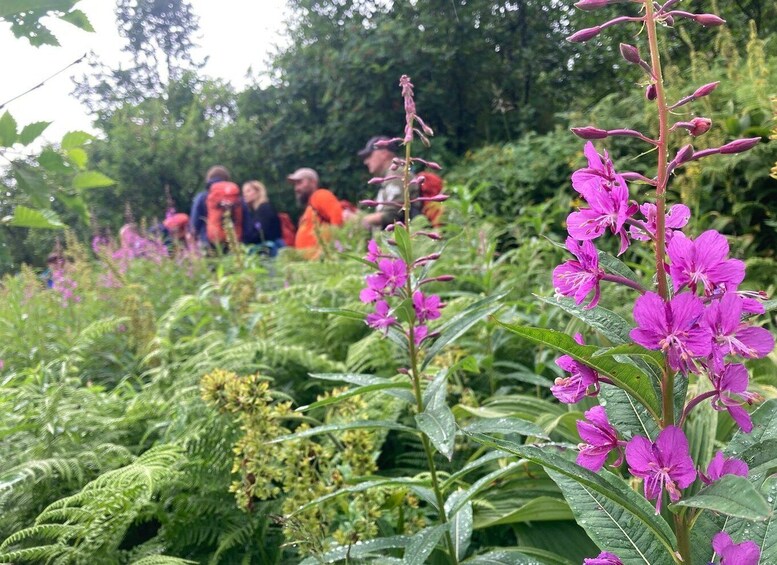 Picture 10 for Activity From Seward: 4-hour Wilderness Hiking Tour