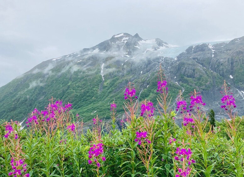 Picture 11 for Activity From Seward: 4-hour Wilderness Hiking Tour