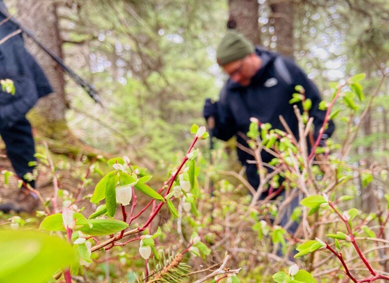 Picture 17 for Activity From Seward: 4-hour Wilderness Hiking Tour