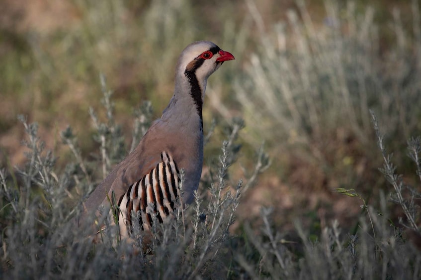 Picture 5 for Activity Full-day Private Wilderness tour in Vashlovani National Park