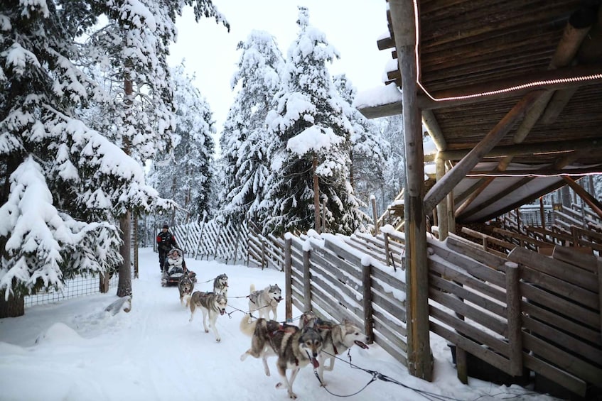 Picture 3 for Activity Rovaniemi: Husky and reindeer farm visit with sleigh rides