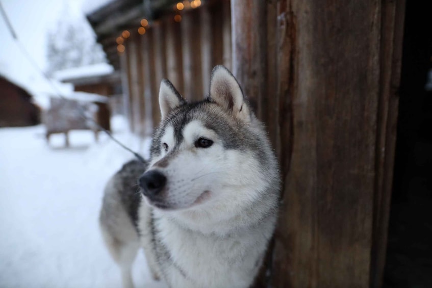 Picture 6 for Activity Rovaniemi: Husky and reindeer farm visit with sleigh rides