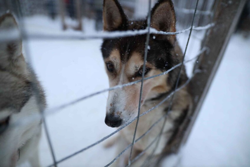 Picture 4 for Activity Rovaniemi: Husky and reindeer farm visit with sleigh rides