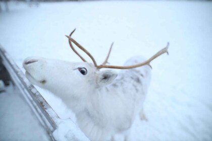 Rovaniemi: Husky and reindeer farm visit with sleigh rides