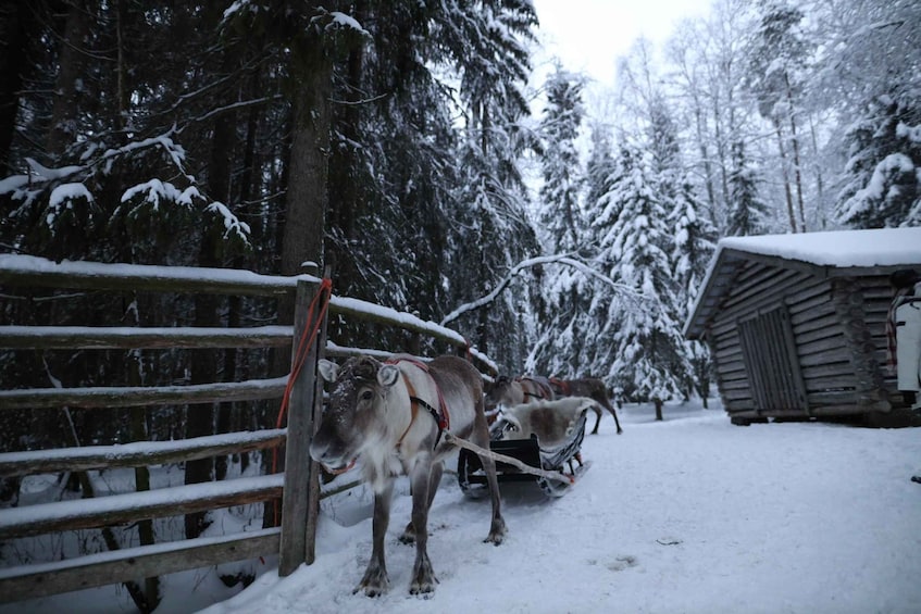 Picture 2 for Activity Rovaniemi: Husky and reindeer farm visit with sleigh rides