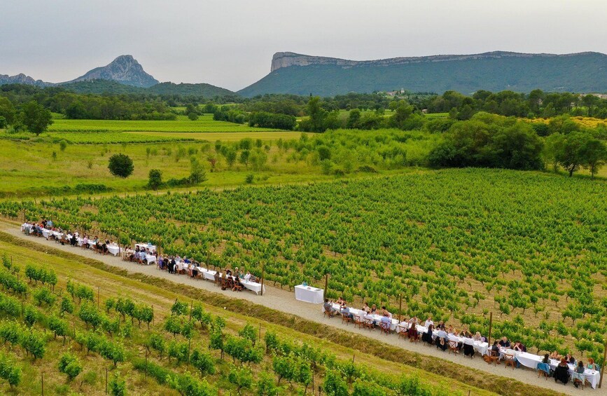 Montpellier : Une Journée dans un Vignoble au Pic Saint Loup