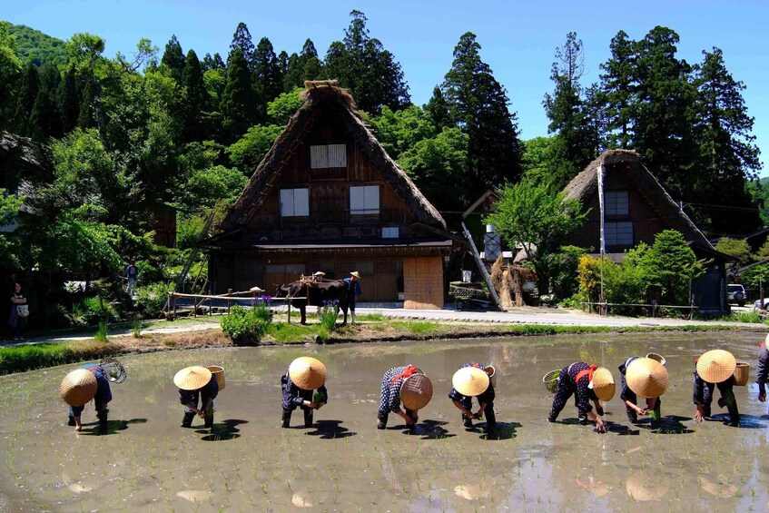 Picture 11 for Activity From Nagoya: Shirakawa-go Bus Ticket with Hida Beef Lunch