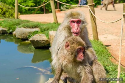 ALL-IN Private Tour KYOTO mit Abholung und Rückgabe im Hotel