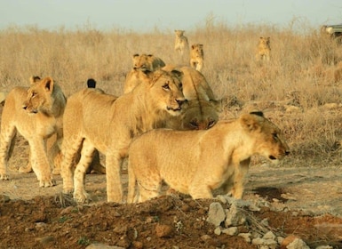 Tur Berpemandu Nairobi Park Game Drive Dengan Penjemputan Gratis dari Hotel