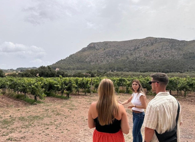 Picture 2 for Activity Alcudia: Vineyard Tour & Exclusive Wine Tasting Experience