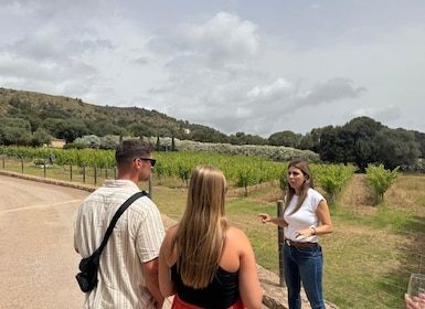Alcudia: Vineyard Tour & Exclusive Wine Tasting Experience