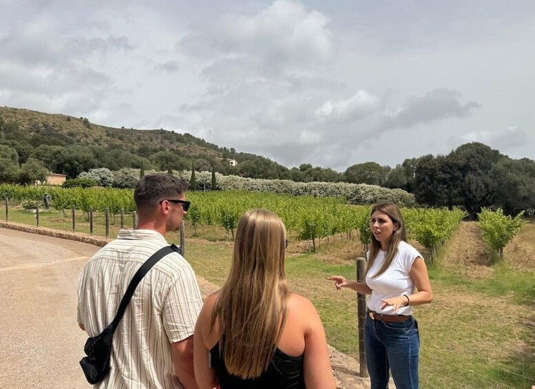 Alcudia: Vineyard Tour & Exclusive Wine Tasting Experience