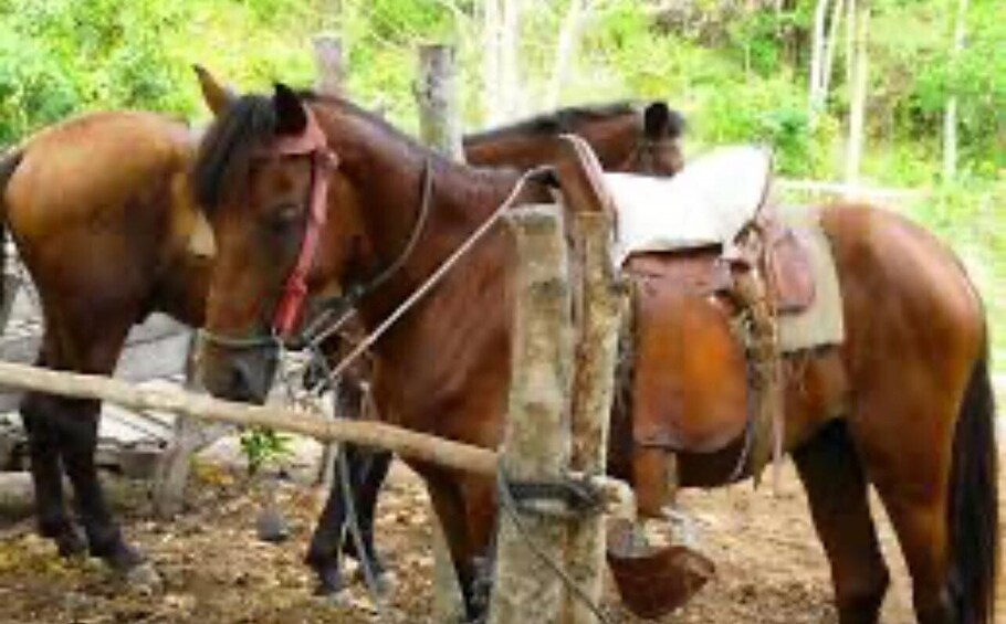 Picture 1 for Activity Roatan Horseback Riding Tour + Beach