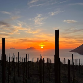 Lipari: Picnic in the Vineyard