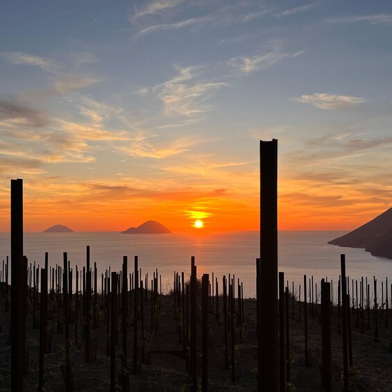 Lipari: Picnic in the Vineyard