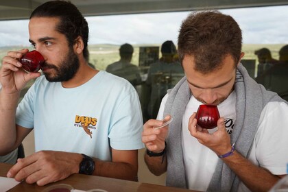 Jaén: Aires de Jaén Olive Oil Tasting Class