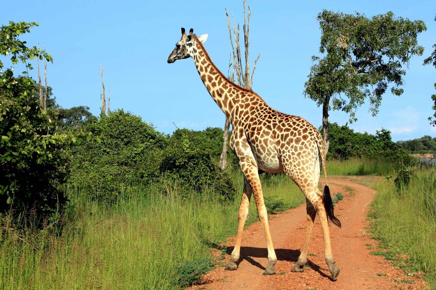 South Luangwa National Park: Overland Transfer Service