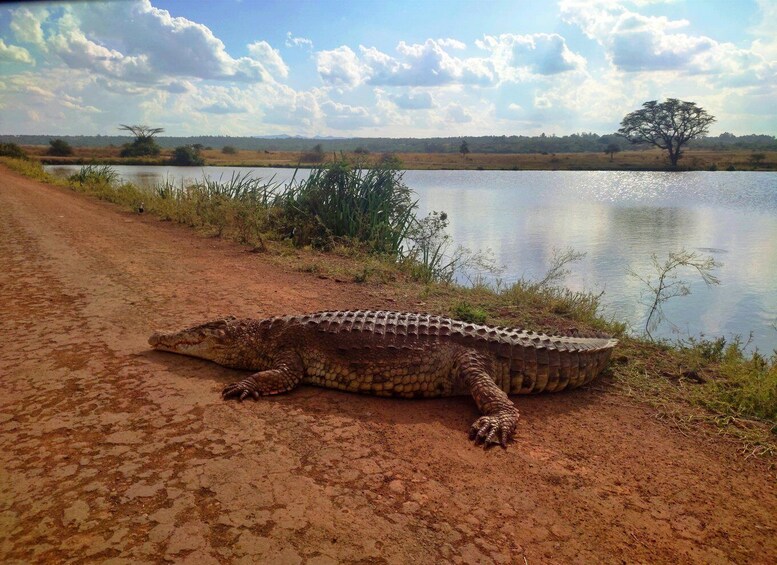 Picture 10 for Activity South Luangwa National Park: Overland Transfer Service