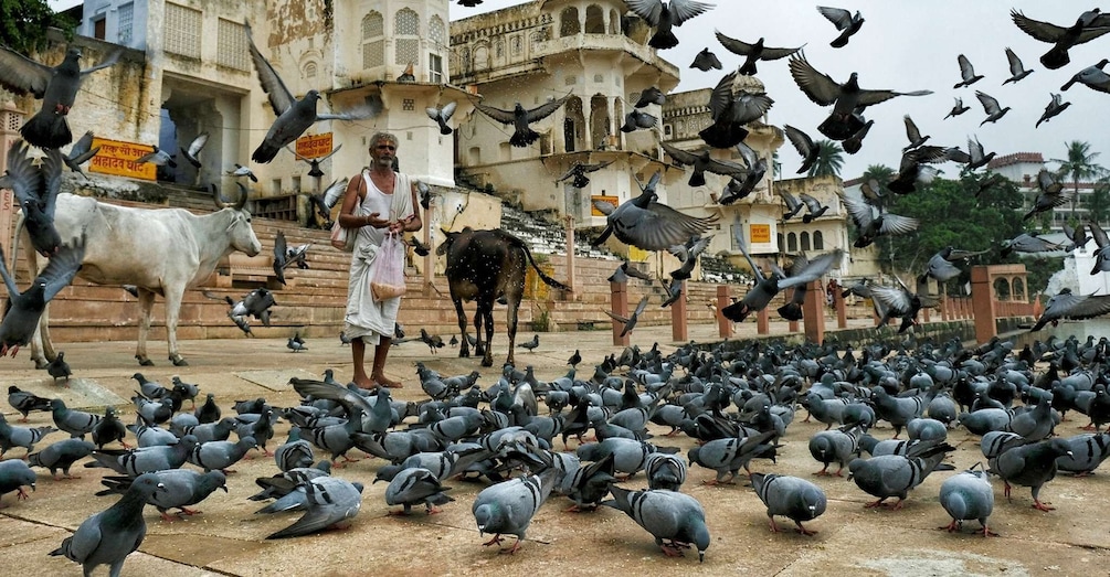 Picture 4 for Activity A Day Trip of Pushkar & Chittor Fort From Jaipur with Guide.