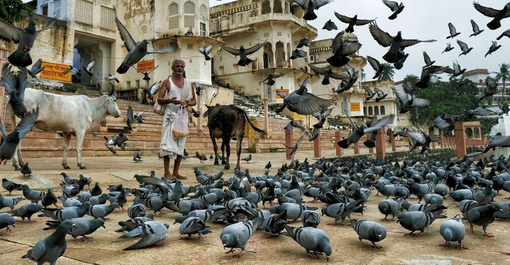 Picture 4 for Activity A Day Trip of Pushkar & Chittor Fort From Jaipur with Guide.