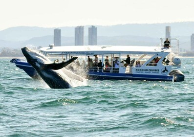Gold Coast Whale Experience