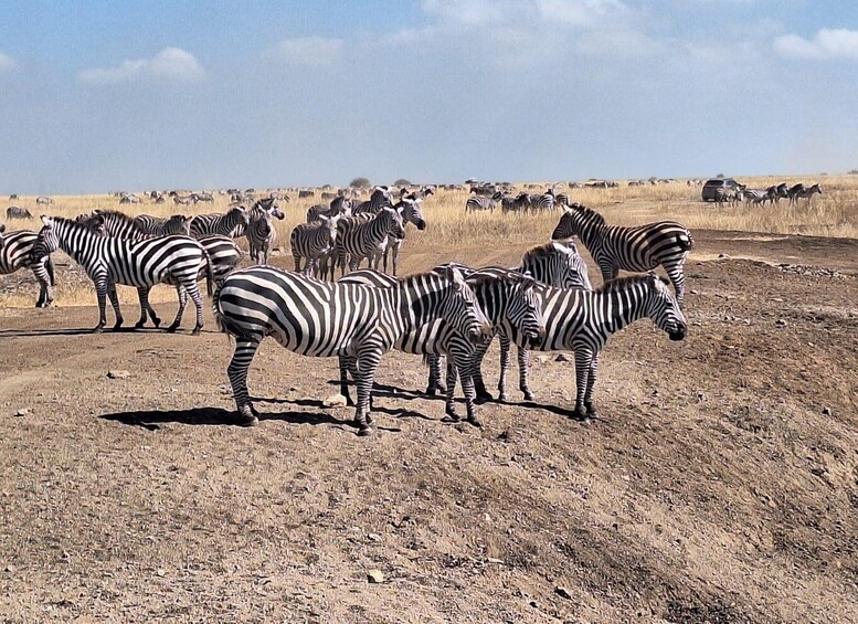 Picture 4 for Activity Nairobi National Park Budget Game Drive.