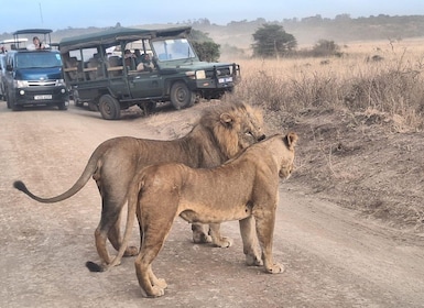 Game Drive económico del Parque Nacional de Nairobi.