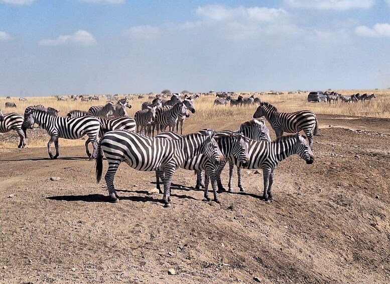 Picture 1 for Activity Nairobi National Park Budget Game Drive.