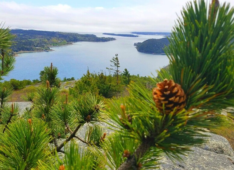 Picture 5 for Activity 3 Hour Private Tour: Insiders tour of Acadia National Park